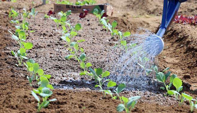 ▲ 농경의 시작을 알리는 절기상 곡우(穀雨)인 20일 인천 남동구 공공 주말농장에서 도시농부들이 텃밭을 가꾸고 있다. /이재민 기자 leejm@incheonilbo.com