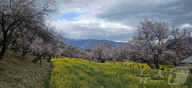 티베트(시짱) 자치구 린쯔시 바이구 가라촌에 복숭아꽃과 유채꽃이 피어있다. ⓒ News1 정은지 특파원