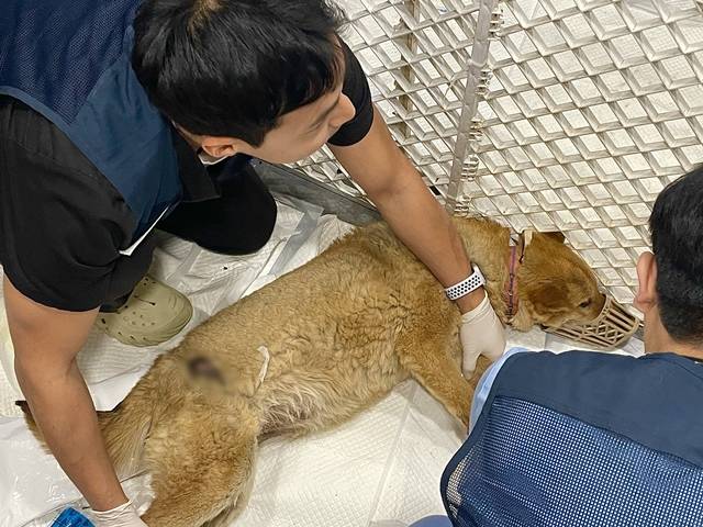 지난 2일 경북 안동시 동부동 한 건물에 차려진 반려견 무료 진료소에서 동물권단체 관계자가 화상 입은 강아지의 상태를 확인하고 있다. 20일 농림축산식품부에 따르면 지난 11일까지 경북 의성, 안동, 영덕, 청송, 영양 등 5개 시군에서 발생한 산불로 피해를 본 동물은 총 1994마리다. 1665마리는 죽고 329마리는 상해를 입었다. /뉴시스