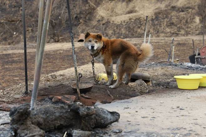 2022년 경북 울진 산불 때 구조됐던 '단비'. 목줄에 묶여 있었음에도 살아 남았다. 다만 1m 옆에 함께 묶여 있던 개는 화마를 피하지 못해 그대로 타 죽었다. 사진은 발견 당시 모습. 단비가 함께 묶여 있다 사망한 개를 바라보고 있다. 사진=동물 행동권 카라