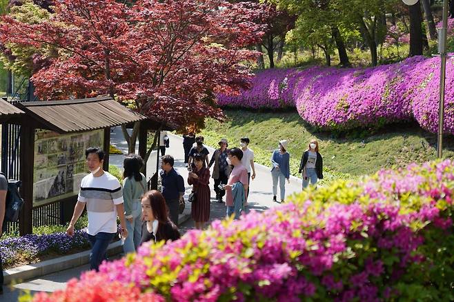 청남대 ‘영춘제’는 지역을 대표하는 봄꽃 축제답게 눈길 닿는 곳마다 봄꽃을 비롯한 석곡개화작, 야생화 분경작품 등이 전시된다. 청남대관리사업소 제공