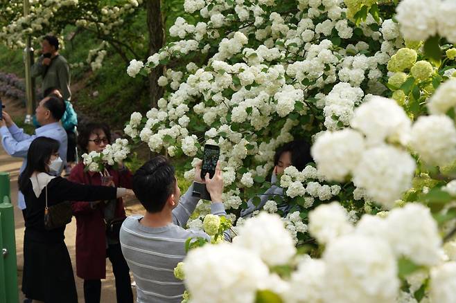 청남대 ‘영춘제’는 지역을 대표하는 봄꽃 축제답게 눈길 닿는 곳마다 봄꽃을 비롯한 석곡개화작, 야생화 분경작품 등이 전시된다. 청남대관리사업소 제공