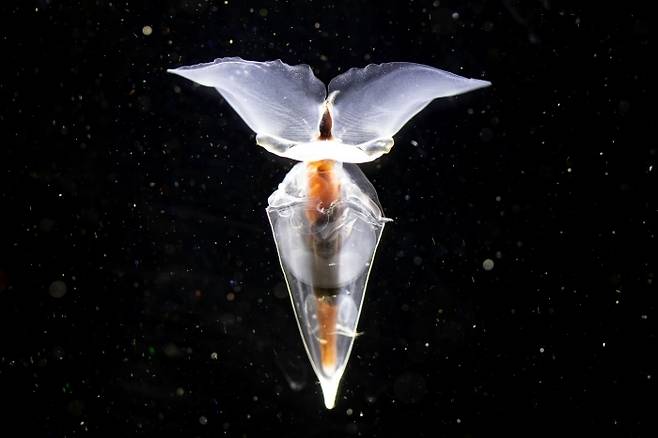 호주 해양생물 연구진이 남극에서 건진 바다 나비. 사진=AAD/Pete Harmsen