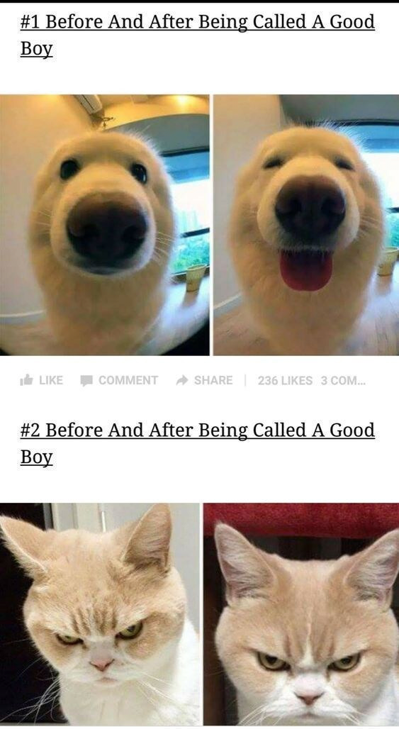 image.png 칭찬 했을 때 멍멍이와 고양이의 표정 변화