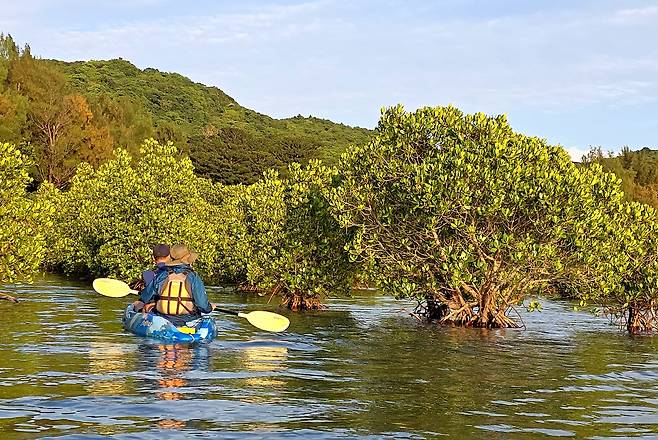 이리오모테 맹글로브숲 카약 탐험