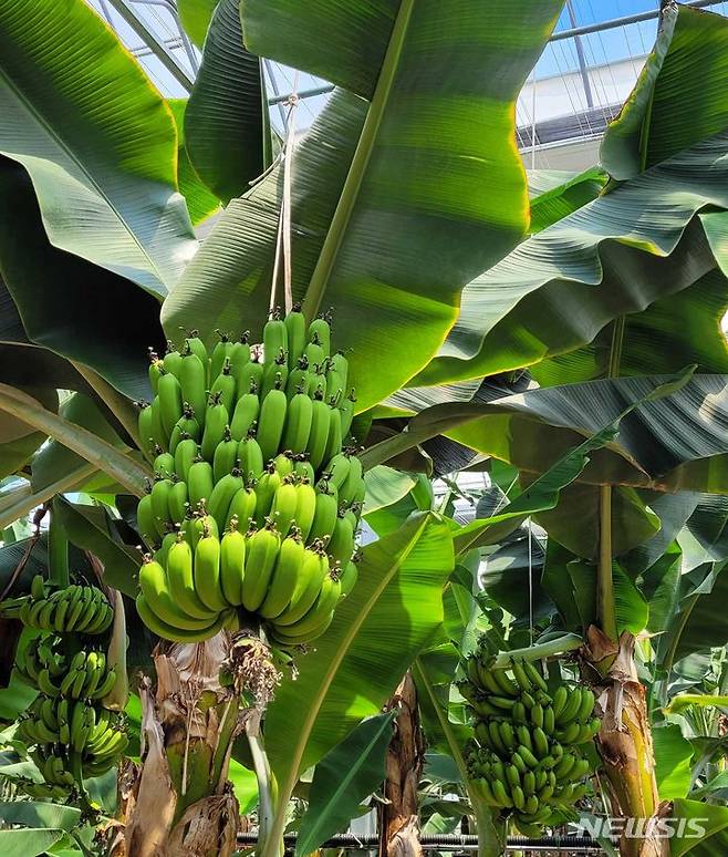 [해남=뉴시스] 전남 해남군 옥천면 월평리에서 무농약 바나나를 재배하는 정수섭(75)씨가 시설하우스에서 탐스럽게 달린 바나나를 선보이고 있다. (사진=전남도 제공) 2023.08.11. photo2newsis.com