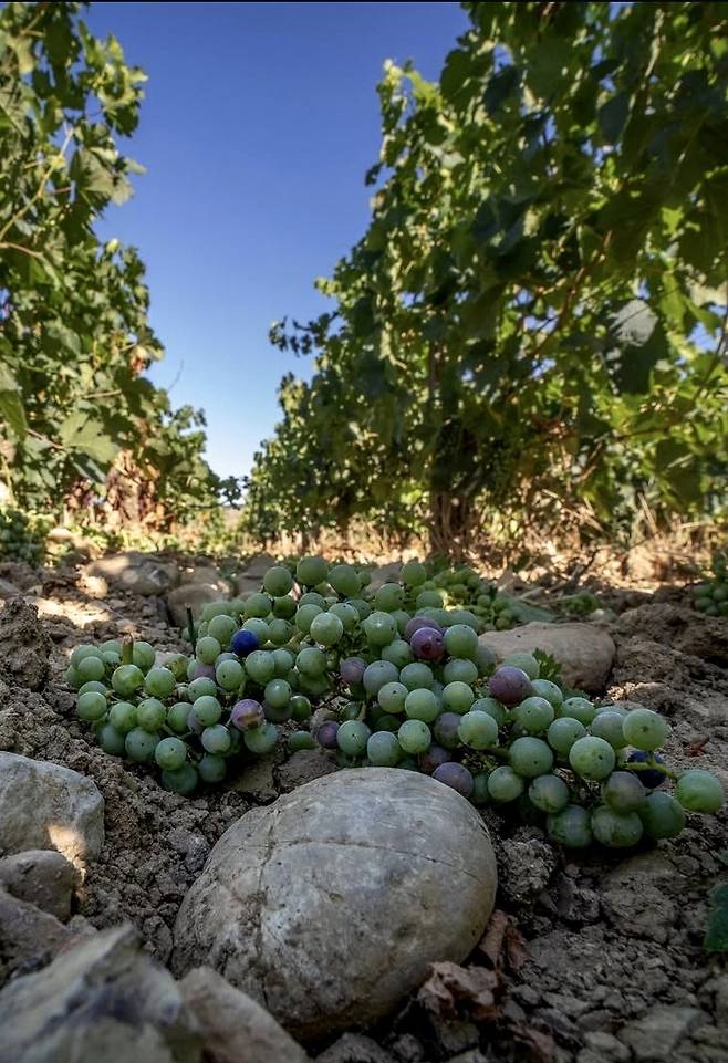 테누타 디 트리노로 포도밭. 인스타그램