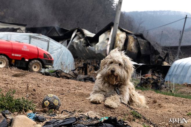 경북 안동에서 발생한 산불로 주민들이 모두 대피한 가운데 3월27일 강아지 한 마리가 마을을 지키고 있다.ⓒ시사IN 이명익