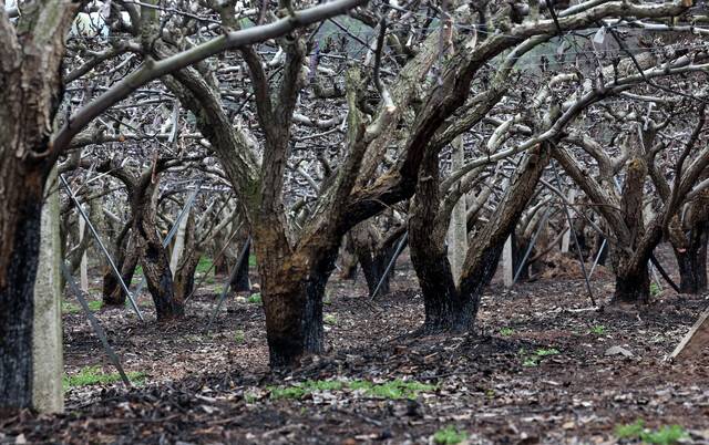 20일 오후 영덕군 지품면 한 과수원의 배나무가 불에 타 꽃을 피우지 못하고 있다. /이용선기자 photokid@kbmaeil.com