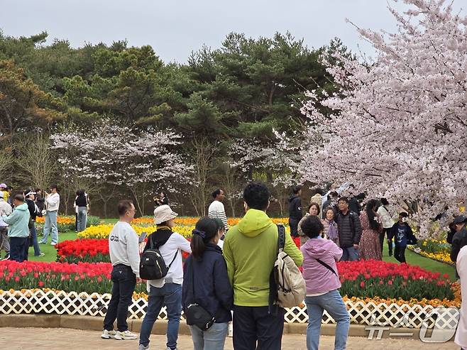 20일 충남 태안군 꽃지해안공원 내 '2025 태안 세계튤립꽃박람회'를 찾은 나들이객들이 활짝 핀 튤립과 벚꽃을 배경으로 사진을 찍고 있다. ⓒ News1 장동열 기자