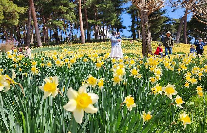 지난 15일 유기방 가옥 주변으로 노란 수선화가 만개, 관광객들이 사진을 찍으며 화사한 봄 정취를 즐기고 있다. /신현종 기자
