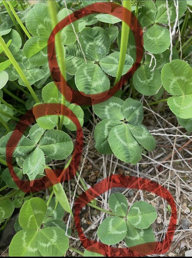 IMG_9060.jpeg 5잎클로바 본 적 있음?