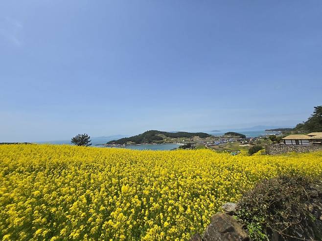 1745127065847.jpg 청산도 넘나 예쁜 섬