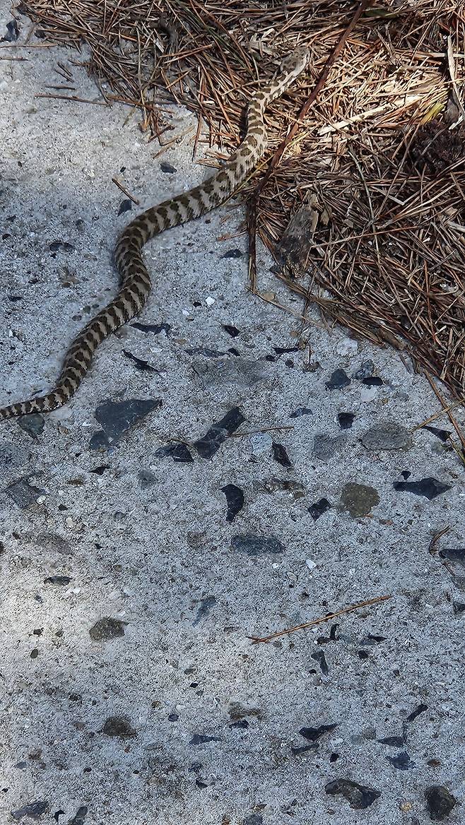 20250419_112321.jpg 청산도 넘나 예쁜 섬