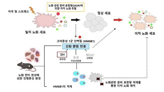 노화 세포의 전이 과정