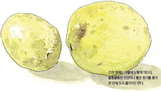 우리 주변 식물들의 비밀 이야기 61 모과나무