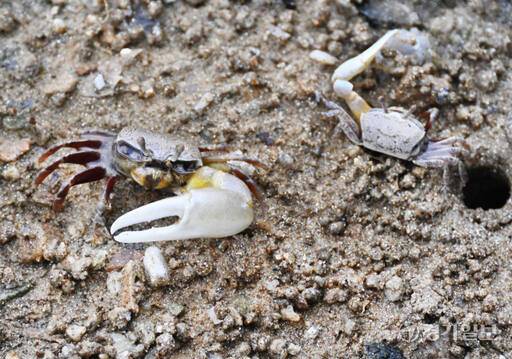 흰발농게. 경기일보DB