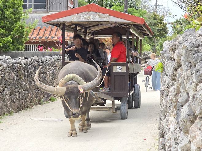 다케토미 전통마을 물소 달구지 투어