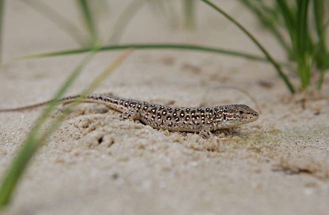 [태안=뉴시스] 표범장지뱀. (사진=태안군 제공) 2025.04.21. photo@newsis.com *재판매 및 DB 금지
