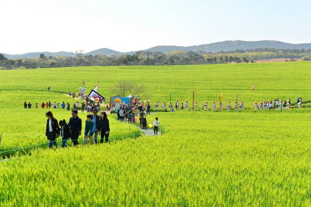 청보리가 초록색 물결을 이루는 전북 고창 ‘고창청보리밭축제’의 모습. 이곳은 대한민국 대표브랜드 대상을 4년 연속 수상했다. 농민신문DB