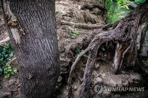 오베르 쉬르 오아즈시 길가에 있는 나무 뿌리. 반 고흐 마지막 작품의 모델. [EPA 연합뉴스 자료사진. 재판매 및 DB 금지]