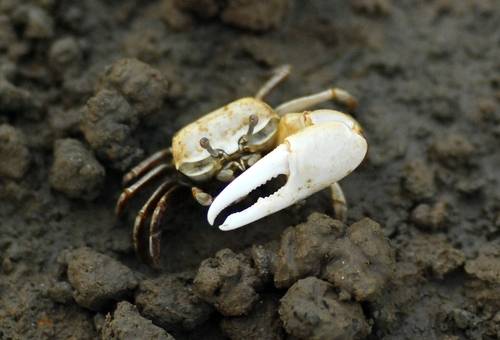 흰발농게 [인천환경운동연합 제공. 재판매 및 DB 금지]