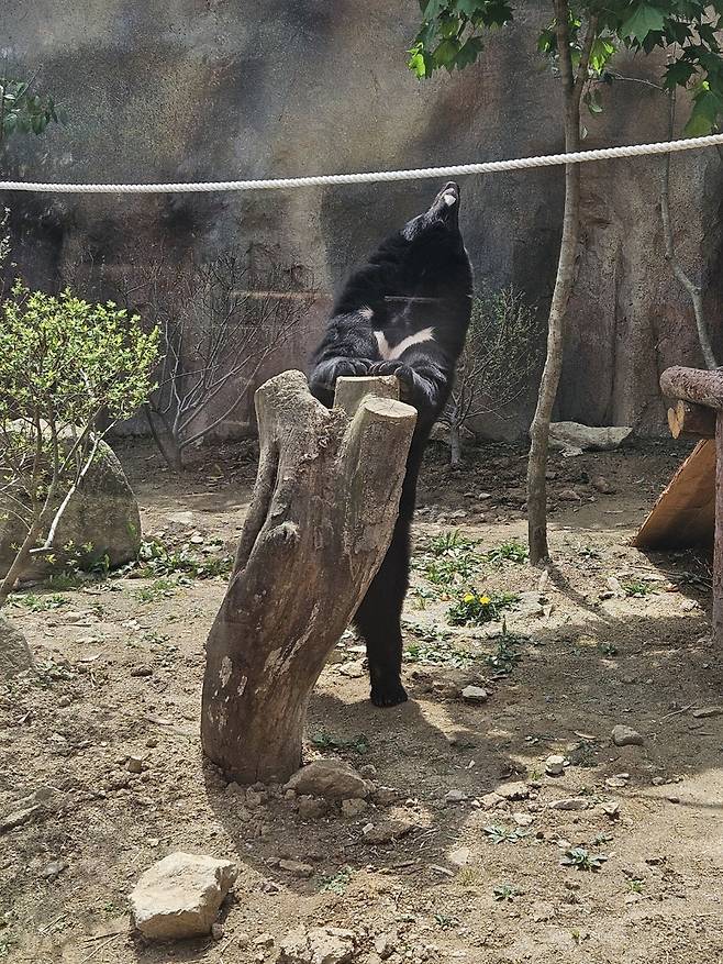 네이처파크에 도착한 반달가슴곰 [네이처파크 제공.재판매 및 DB금지]
