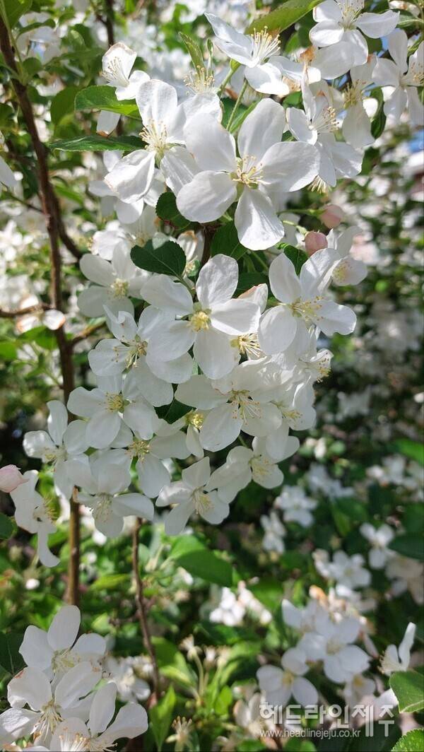 흐드러지게 핀 애기사과나무 꽃. (제주시 애월읍 하귀1리에서)