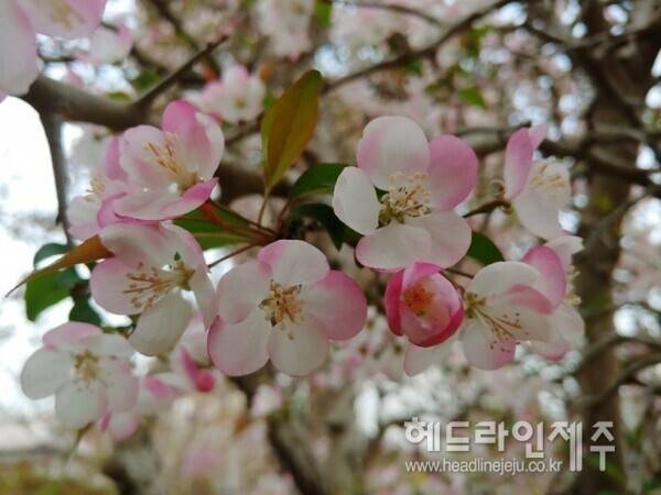 흐드러지게 핀 애기사과나무 꽃. (제주시 애월읍 하귀1리에서)