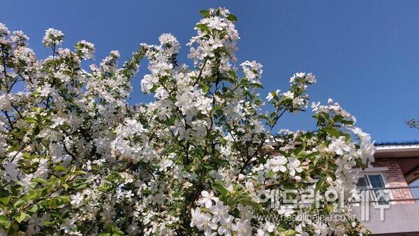 흐드러지게 핀 애기사과나무 꽃. (제주시 애월읍 하귀1리에서)