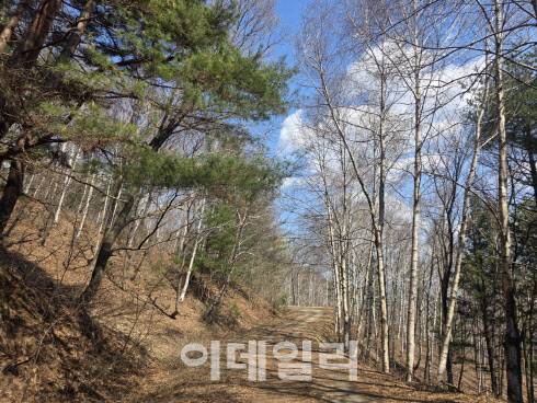 강원 평창 봉평의 잣나무숲 내 조성된 자작나무 숲길. (사진=박진환 기자)