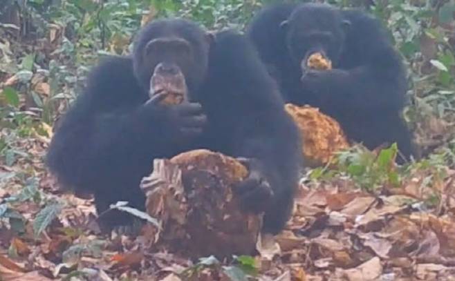 사진=엑서터대학교