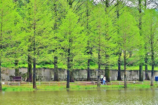메타세쿼이아길/사진-담양군