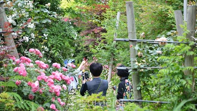 죽화경/사진-담양군