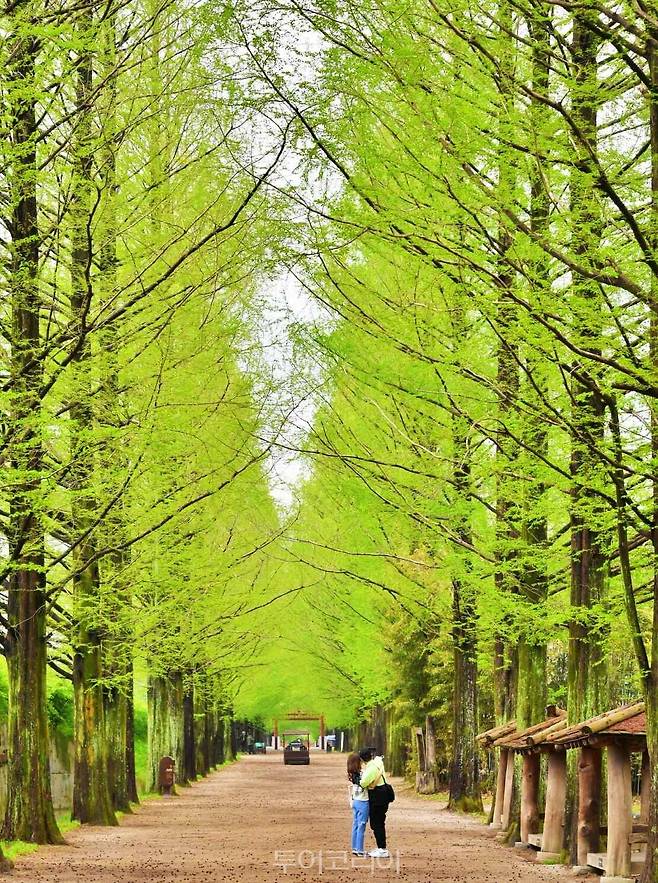 메타세쿼이아길/사진-담양군