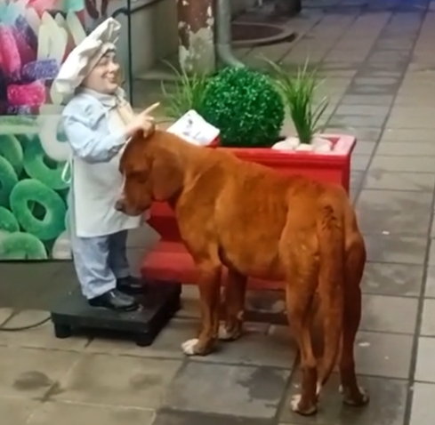 /사진=틱톡 갈무리