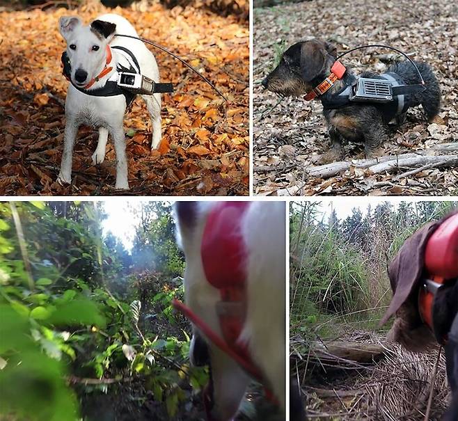 2020년 체코 생명과학대 연구진은 사냥개 27마리에게 초소형 광각 캠코더와 위성추적장치를 부착한 뒤 3년 동안 실험을 진행했다. 연구진 제공