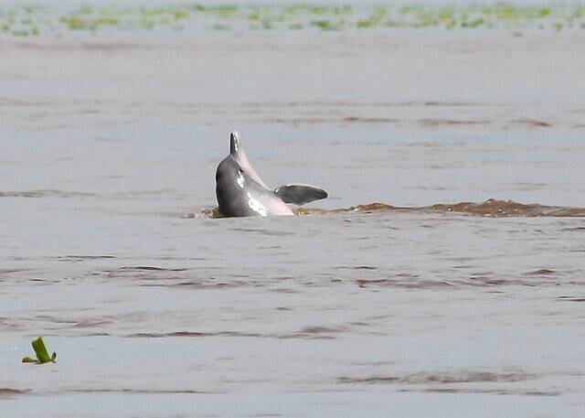 보투(Boto-cor-de-rosa)라고도 알려진 아마존강돌고래는 강돌고래 가운데 가장 큰 종이다. 수컷의 경우 나이가 들면서 더욱 선명해지는 분홍 몸색으로 유명하다. 위키미디어 코먼스