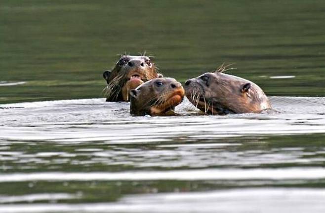 아마존에 주로 서식하는 큰수달은 몸길이가 최대 180㎝까지 자라며 전 세계 수달 13종 가운데 몸집이 가장 큰 종이다. 그린피스 제공
