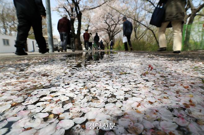 강풍주의보에 비가 내린 13일 서울 여의도 윤중로를 찾은 시민들이 올해 마지막 벚꽃을 즐기고 있다. 서성일 선임기자