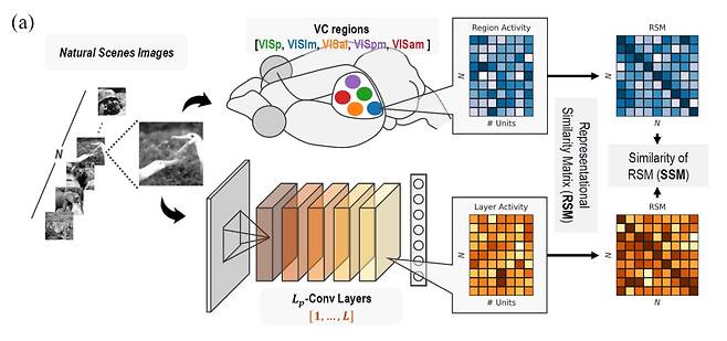 인공지능과 실제 뇌의 시각 반응 비교 실험. 연구진은 살아있는 생쥐의 시각 피질에서 측정한 실제 뉴런의 반응 패턴과 AI 모델에서의 예측 반응을 정밀하게 비교했다. 그 결과 기존 CNN에 비해 Lp-컨볼루션을 적용한 AI 모델은 뉴런 반응을 더 정확히 재현했고, 시각 정보에 대한 처리 방식도 뇌와 더 유사하게 나타났다. 이 실험은 Lp-컨볼루션이 단순히 성능 향상을 넘어, 뇌의 정보 처리 메커니즘과의 구조적 유사성을 갖고 있다는 점을 실험적으로 입증한 것이다. IBS