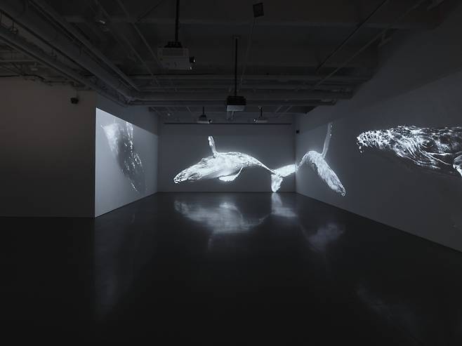 패티 스미스와 음향예술가 스테판 크라스닌스키가 10년 이상 협업한 전시 ‘끝나지 않을 대화’가 19일 서울 남창동 피크닉에서 개막했다. ‘길 잃은 자들의 절규’와 ‘무정부 상태의 군주’ 작품이 상영되는 전시 전경. <피크닉>