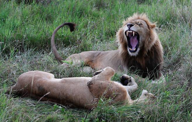 케냐 한 소녀가 집을 침입한 사자에게 공격받아 사망했다. 사진은 지난해 4월19일(현지시각) 케냐와 탄자니아 국경 근처 야생 보호구역에서 포착된 수컷사자와 암컷사자의 모습. /사진=로이터
