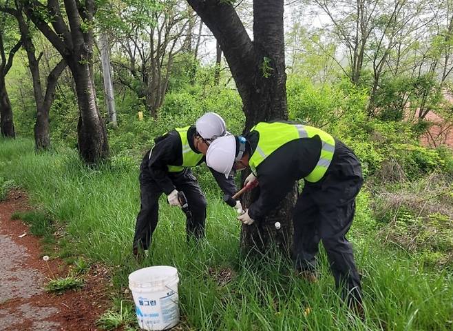 여주시가 관광 원년의 해를 맞이해 흰불나방 피해를 입고 있는 왕벚나무, 이팝나무 총 5300주 가로수에 대해 수간주사를 주입허고 있다. /사진제공=여주시