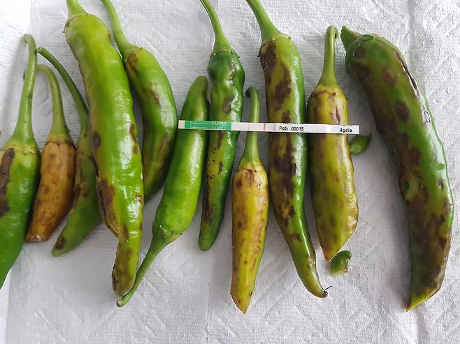 바이러스에 감염된 고추(봉화군 제공)