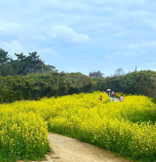 유채꽃 만개한 부안군 변산 수성당 (사진=부안군 제공) *재판매 및 DB 금지