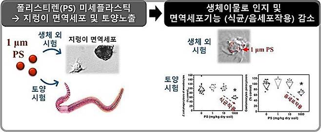 [대전=뉴시스] 미세플라스틱의 지렁이 생태독성 연구를 수행한 결과, 지렁이 면역세포의 면역기능 중 식균작용(phagocytosis)과 음세포작용(pinocytosis)에 미치는 유해한 영향이 관찰됐다.(사진=건국대학교 안윤주 교수 제공) *재판매 및 DB 금지