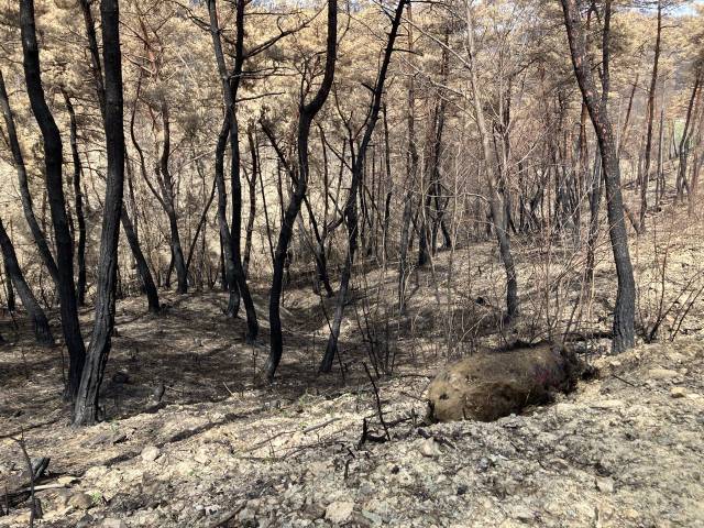 ▲경북 의성군 점곡면 산불 피해 현장에서 산불 피해를 입은 것으로 추정되는 멧돼지 사체가 발견됐다. ⓒ프레시안(손가영)