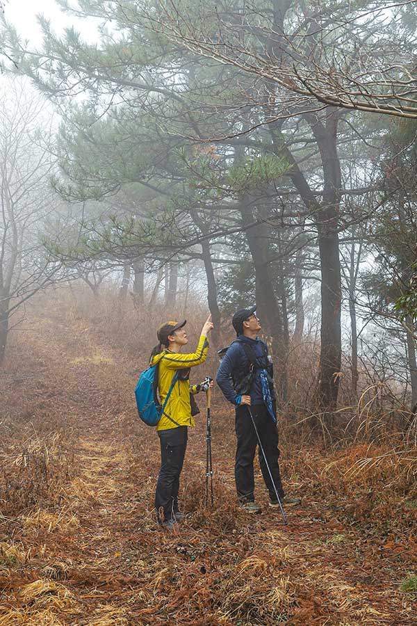 임도가에 서 있는 소나무 잎에서 빗물이 툭툭 떨어지는 광경을 바라보고 있다.