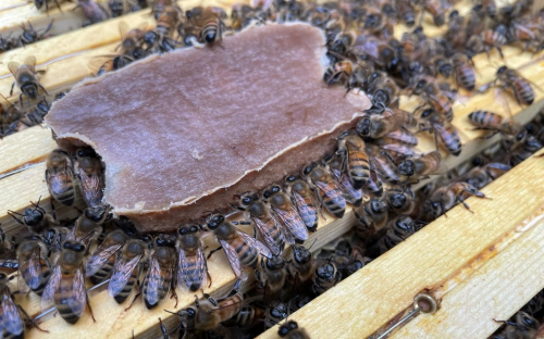 미국·벨기에 연구팀이 만든 고체 영양제를 꿀벌이 먹고 있다. 이 영양제는 꿀벌에 꼭 필요한 아이소푸코스테롤 같은 꽃가루 영양 성분을 응축했다. 출처=APIX 바이오사이언스